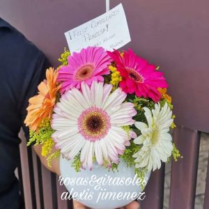 Gerberas – Venta de rosas y girasoles en Mérida